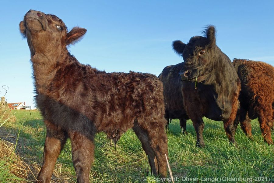 075_galloways_00745.jpg