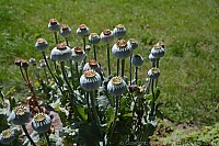 058_hof_brinker_4907_k.jpg