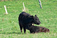 069_galloway_9416_k.jpg