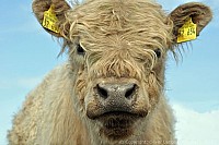 072_galloway_6862_k.jpg