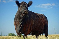 073_galloways_00694.jpg