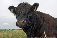 074_galloways_00705.jpg