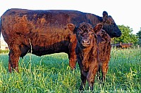 076_galloways_00763.jpg