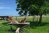 078_hof_brinker_4836_k.jpg