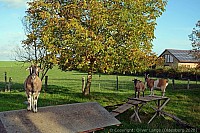 080_hof_brinker_9348_k.jpg