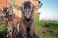 081_ziege_9445_1_k.jpg
