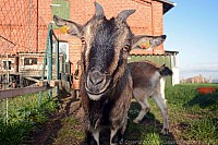 082_ziege_9442_k.jpg