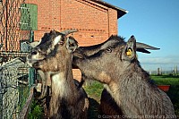 083_ziege_9447_k.jpg