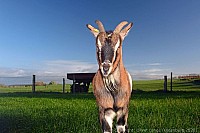 085_ziege_9461_k.jpg
