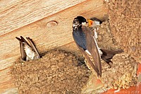 089_mehlschwalbe_5138_k.jpg