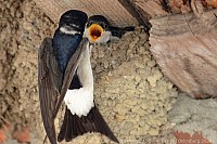 090_mehlschwalbe_4617_k.jpg