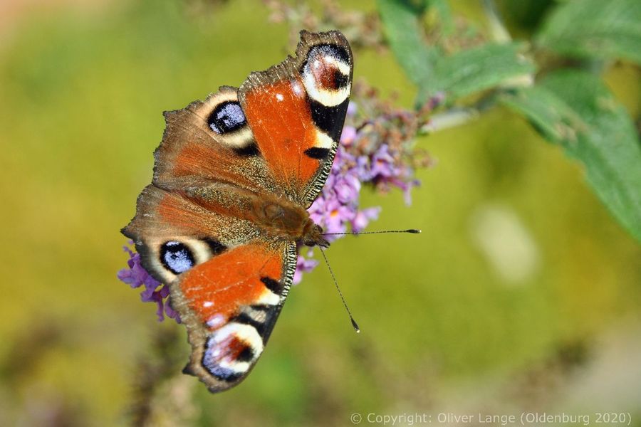 199_tagpfauenauge_03_k.jpg