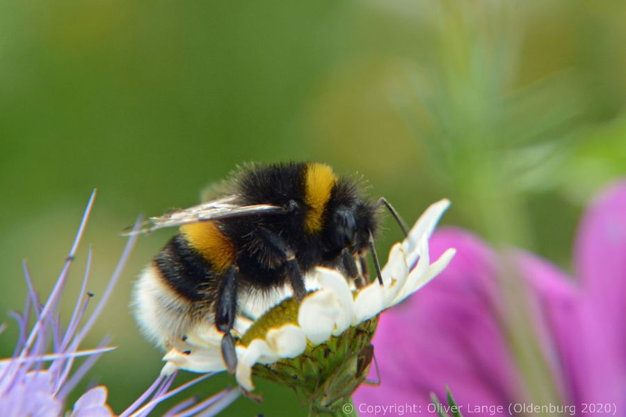 202_hummel_5599_k.jpg