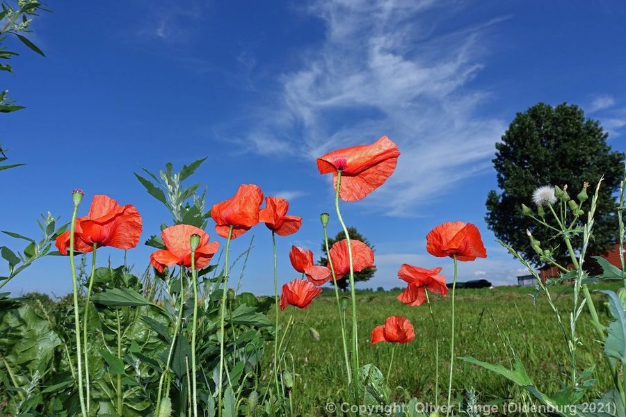 216_mohn_01250.jpg